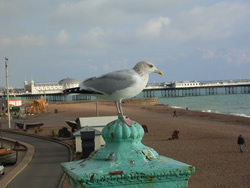 Seafront(3)