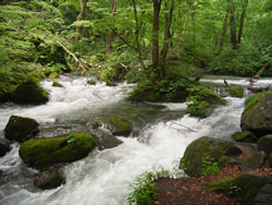 Oirase
